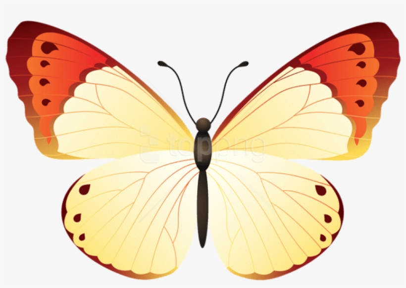 Free Png Download Butterfly Clipart Png Photo Png Images - Large Copper, transparent png #9085811