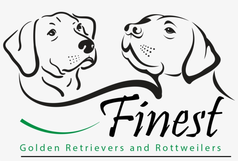 Finest Golden Retrievers And Rottweilers Is A Family - Vector Labrador Black And White Drawing, transparent png #9086815
