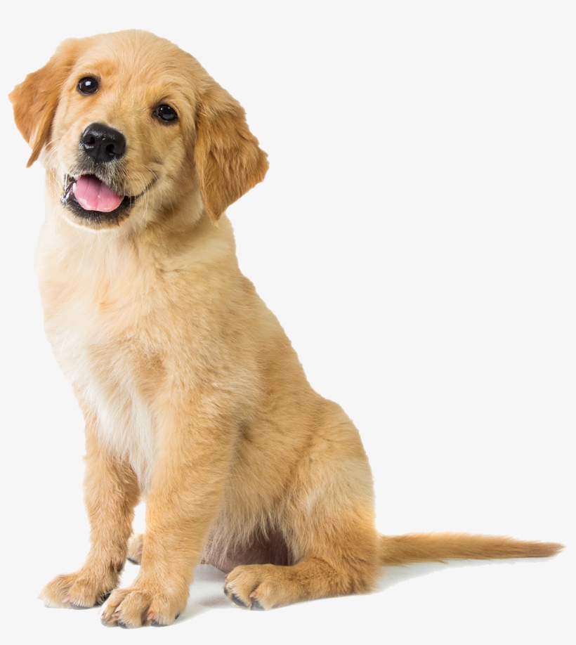Happy Golden Retriever Puppy - Golden Retriever Puppy Sitting, transparent png #9086822