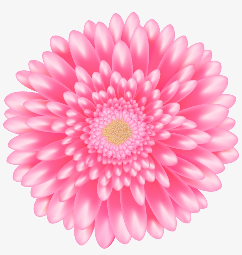 Barberton Daisy, transparent png #9087071