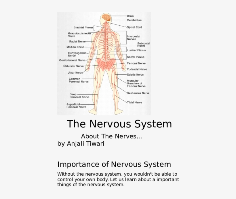 Doc - Diagram, transparent png #9087909