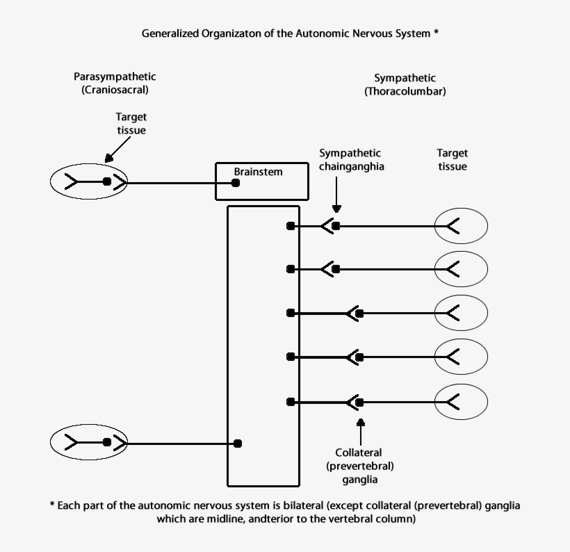 Generalized Organization Of The Ans Showing That Each - Diagram, transparent png #9087954