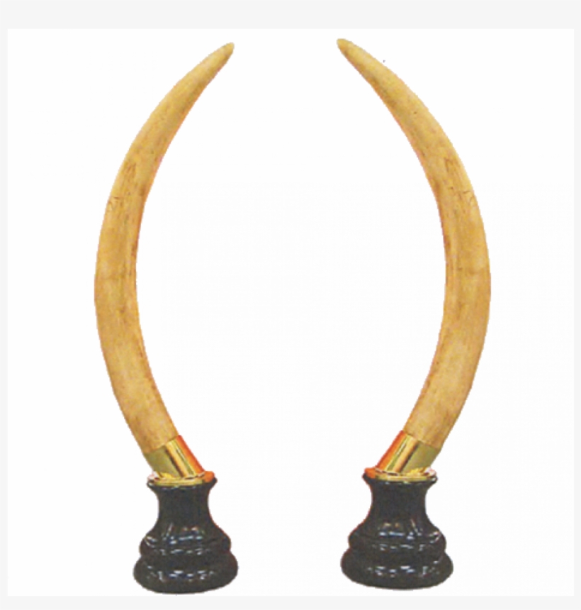 Colmillo De Elefante Png, transparent png #9089148