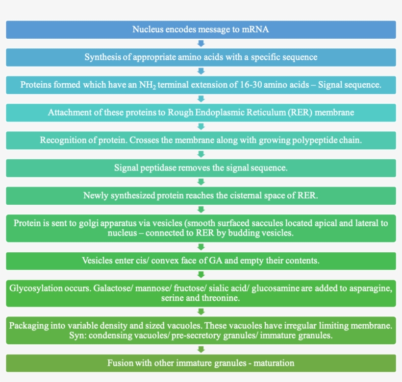 Formation Of Protein Component In Saliva- Flow Diagram - Przepisy Dotyczące Ochrony Środowiska, transparent png #9089527