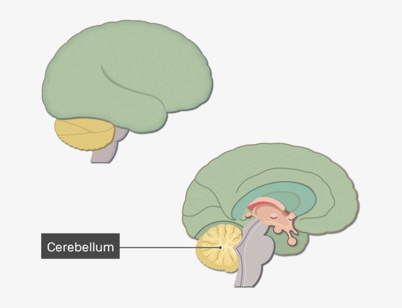 An Image Showing The Cerebellum Labeled, Lateral And - Brain, transparent png #9089883