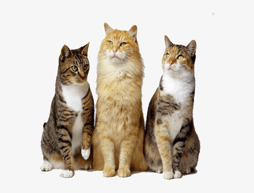 Adopt Cat - Imagens De Gatos Png, transparent png #9090660