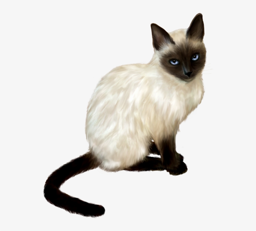 Png Gatos - Gato, transparent png #9090769