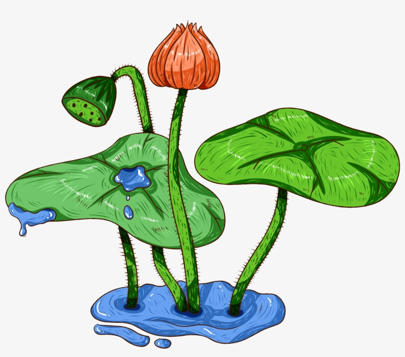 Original Comercial Pintados À Mão Plantas Aquáticas - Sacred Lotus, transparent png #9091245