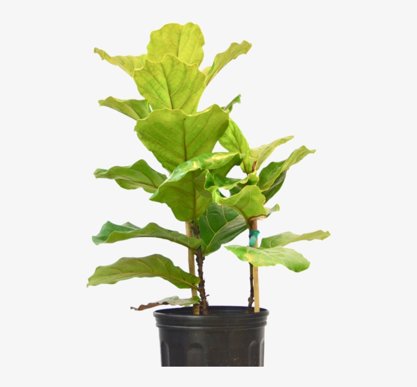 Ficus Lyrata 'fiddle Leaf Fig' - Flowerpot, transparent png #9091670