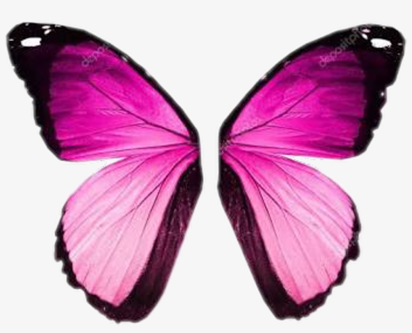 Asa Sticker - Pink Butterfly Wings, transparent png #9092049