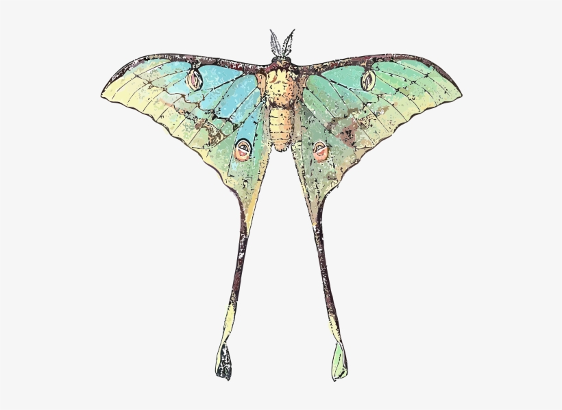 Luna Moth Scientific Illustration, transparent png #9092192