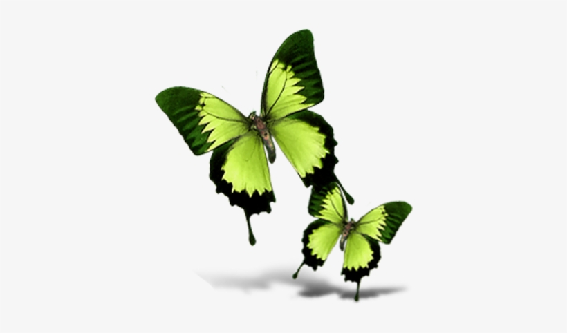 Butterfly, transparent png #9092418