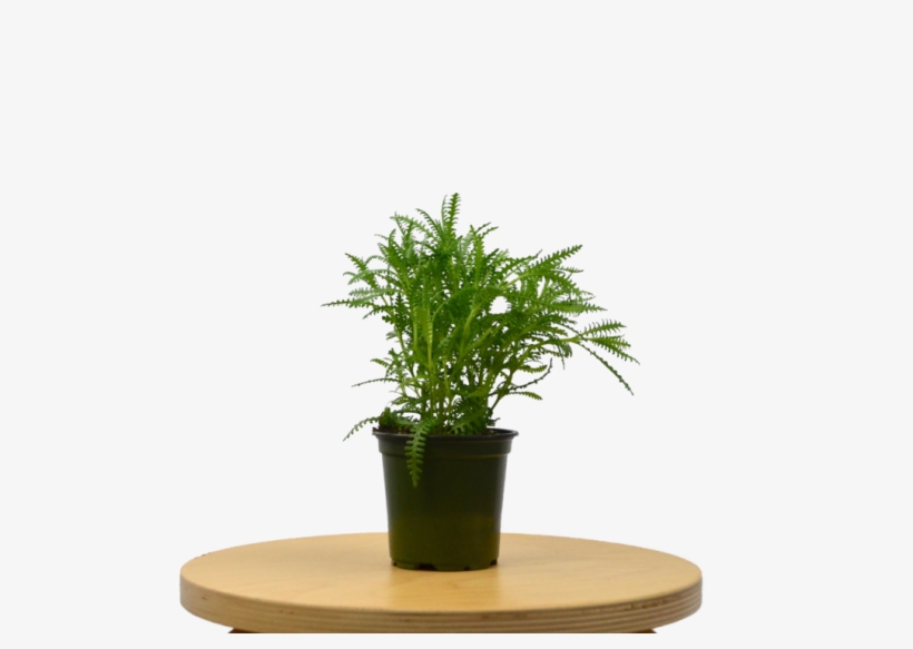 Lavender 'french' Plant - Houseplant, transparent png #9092596