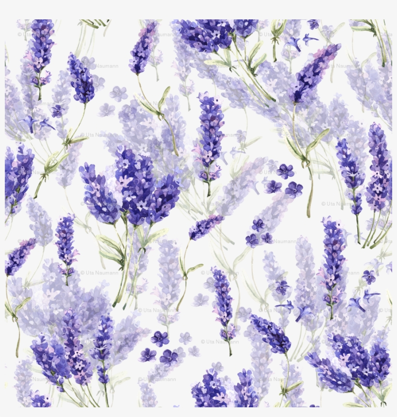 English Lavender, transparent png #9092786