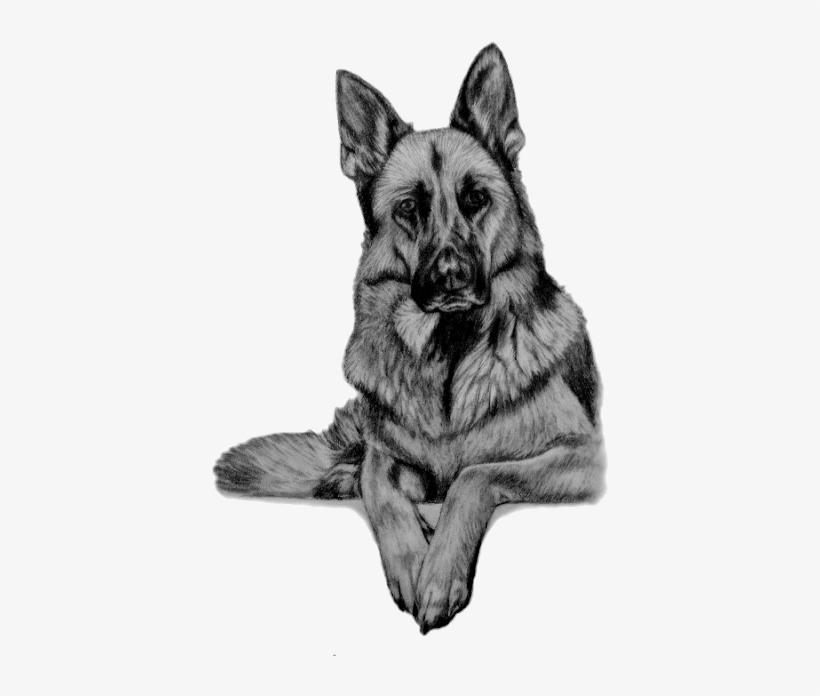 Animal Paintings, Animal Drawings, Pencil Drawings, - German Shepherd Dog Gray, transparent png #9093037