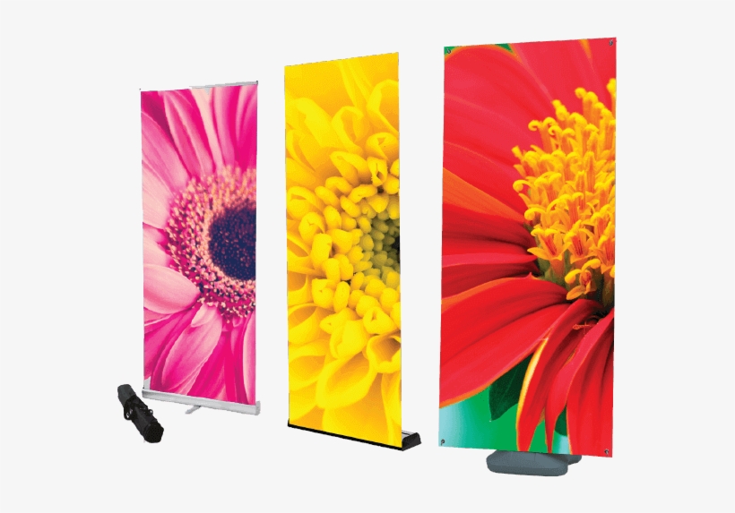 Roller Banners & Banner Stands - Gerbera, transparent png #9093719