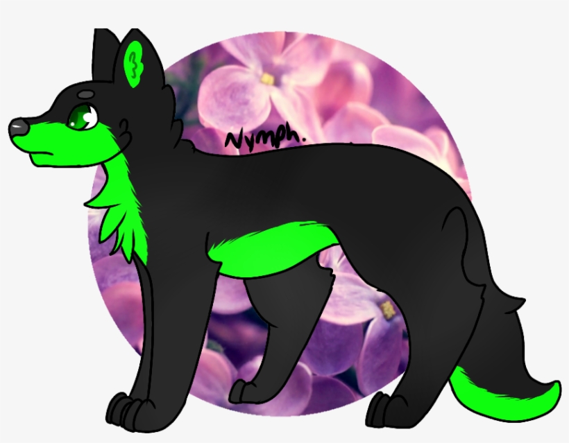 Picture - Companion Dog, transparent png #9094529