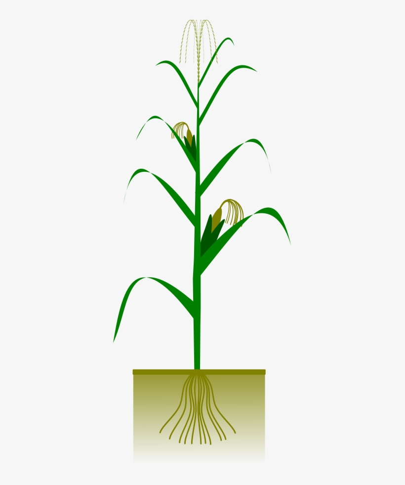 How To Set Use Maize Plant Svg Vector, transparent png #9094571
