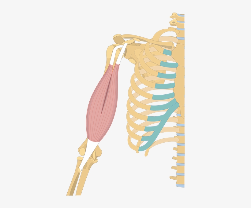 Earrings, transparent png #9096218