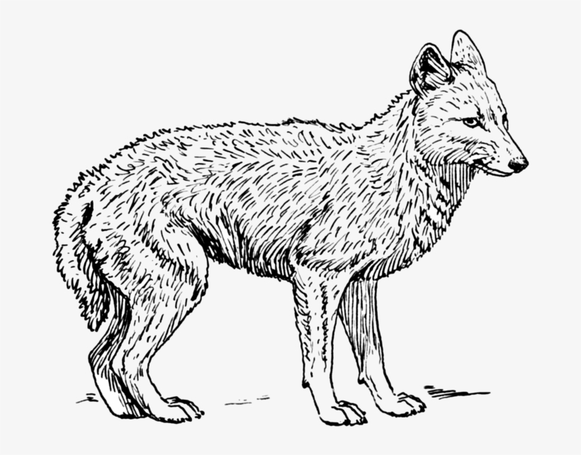 Jackal, Coyote Png, Download Png Image With Transparent - Jackal Drawing, transparent png #9096544