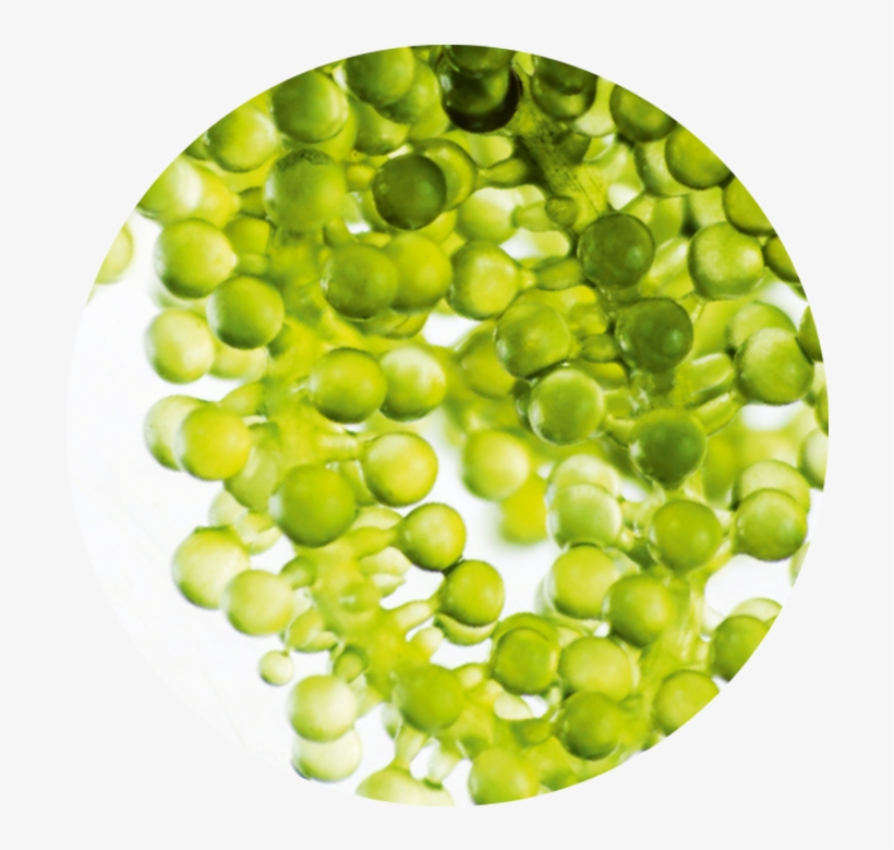 Botanical Caviar - Snap Pea, transparent png #9097036