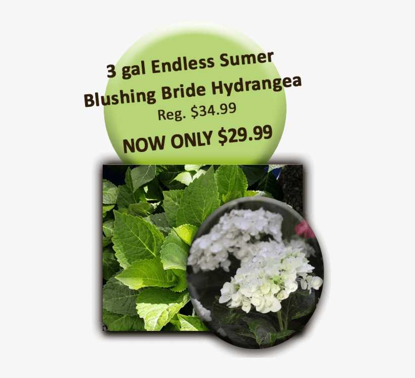 Endless Summer Blushing Bride - Trimble, transparent png #9097730