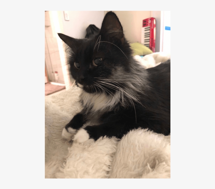Donate To Petrescue - Black Cat, transparent png #9099688