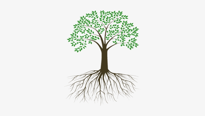 About Us - Tree With Roots Black And White, transparent png #910064