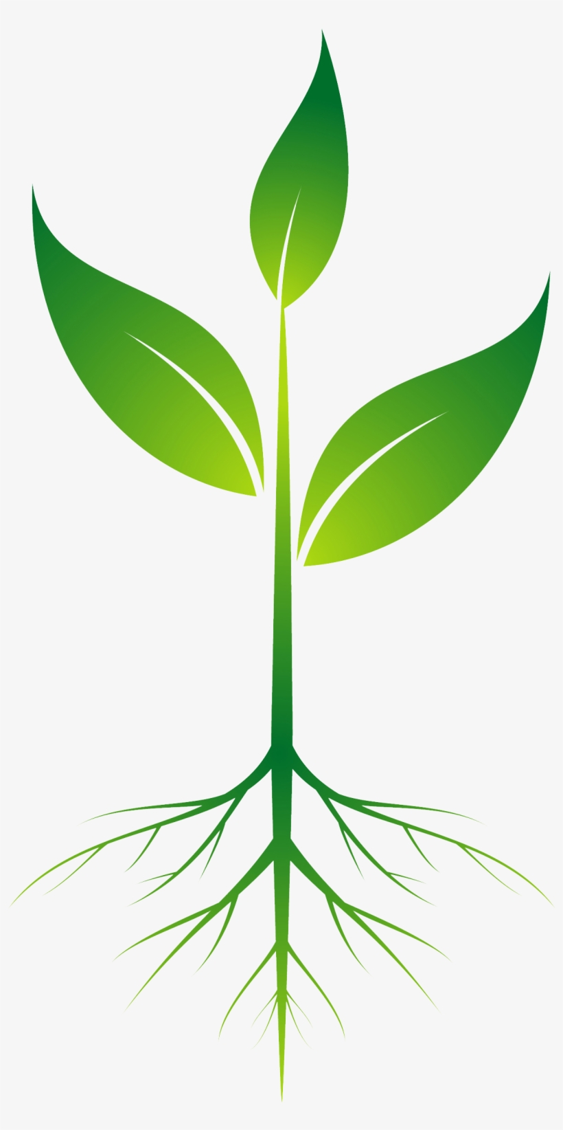 Root Plant Clip Art - Plant With Roots Png - Free Transparent PNG