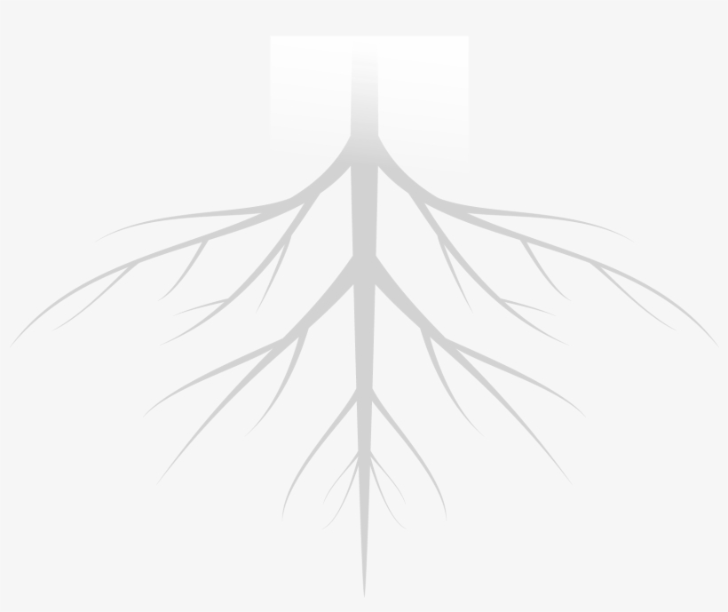 Tree Roots-01 - Geolite Clay Pebbles, transparent png #910325