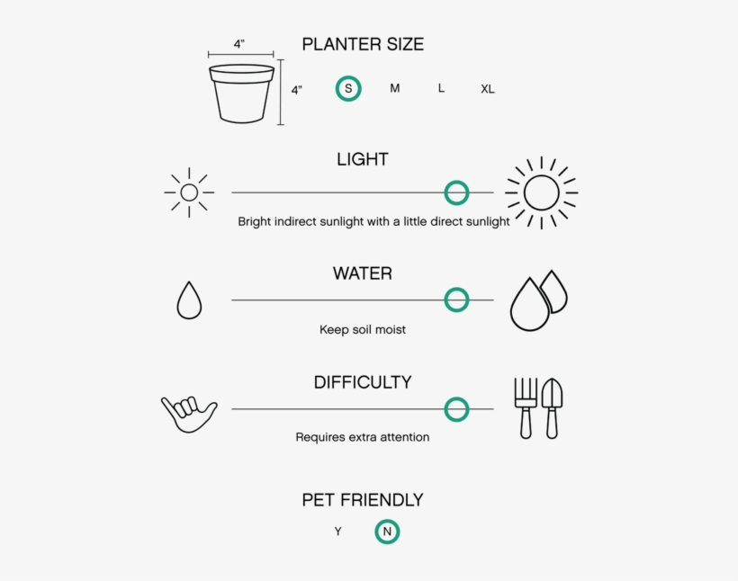 The 'gold Dust' Croton Plant Has Deep Green Leaves - Fern, transparent png #910843