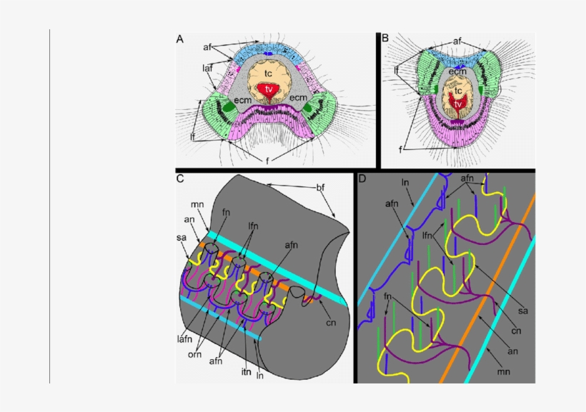 Schemes Of Innervation Of Tentacles And The Lophophore - Hemithiris Psittacea, transparent png #911867