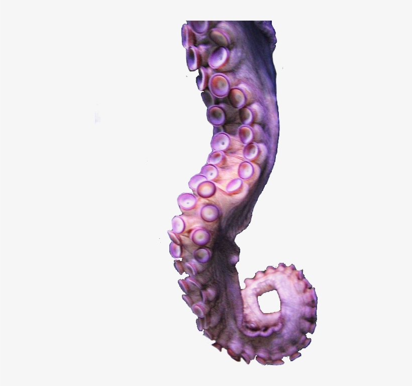Octopus Tentacle Trans Transparent - Tentacle Transparent, transparent png #912017