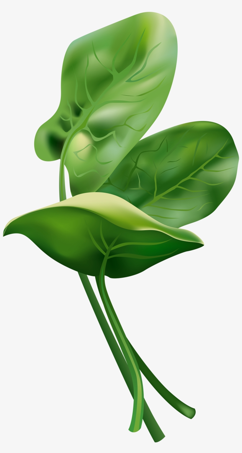 Picture Transparent Stock Free Png Clip Art Image Gallery - Anthurium, transparent png #912310
