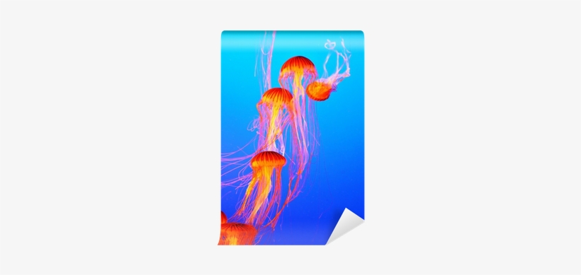 The Jellyfish With Thin Tentacles Wall Mural • Pixers® - Tentacle, transparent png #912603