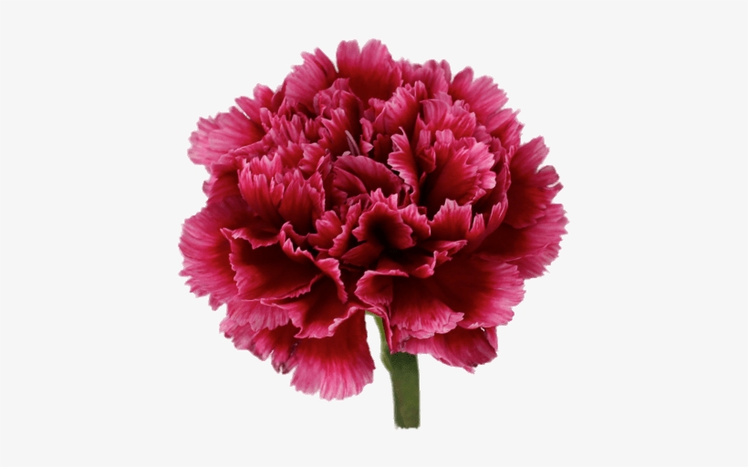 Wellington Carnation - Carnation, transparent png #912816