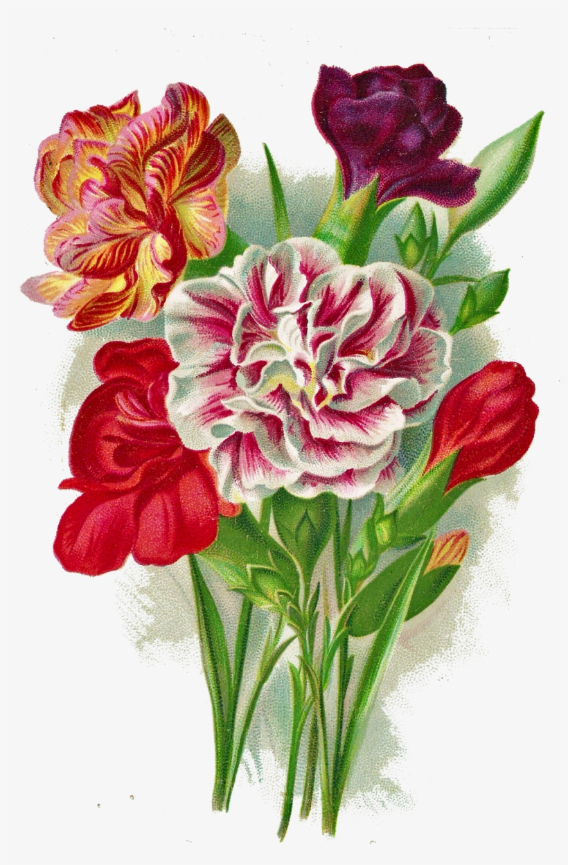 Http - //1 - Bp - Blogspot - Com/ Carnation Png Leaping - Flower Carnation Vintage Png, transparent png #912842