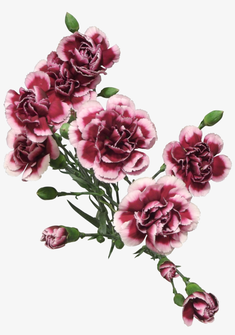 Cut Flowers Of Carnation Png - Transparent Painted Flowers Png, transparent png #912845
