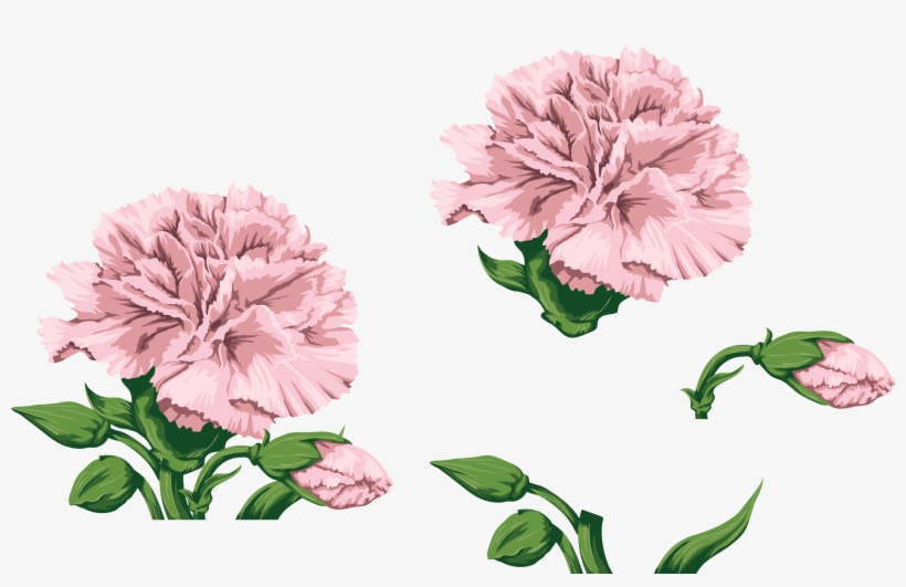 Carnations, Watercolor Flowers, Paint, Hands - Transparent Pink Carnation Clip Art, transparent png #912875