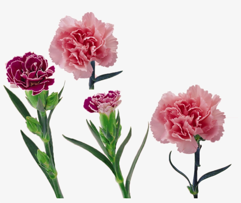 Royalty Free Library Carnation Vector Flower - 康乃馨, transparent png #912895