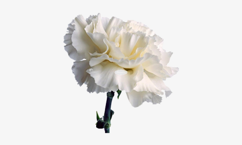 Carnation 1 - White Carnation Png, transparent png #912897