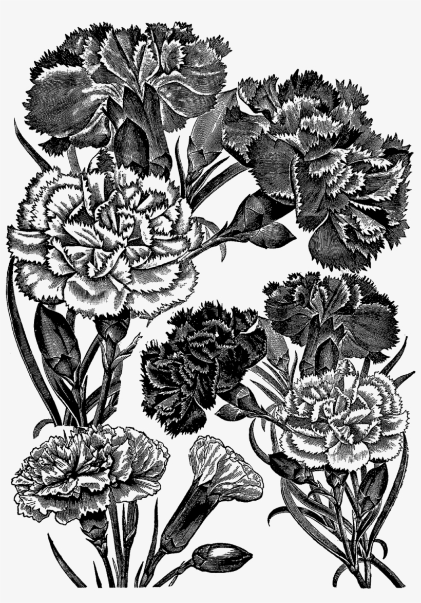 Digital Stamp Design - Black And White Transparent Carnation, transparent png #912936