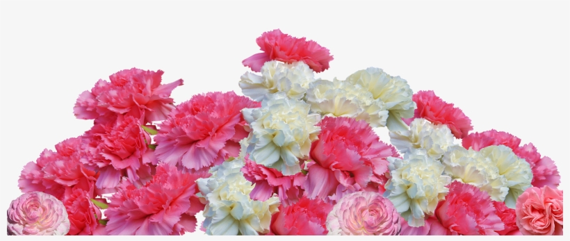 Carnations Can Be Delivered To Any Period But Lunch - Muskoka Retro, transparent png #913083