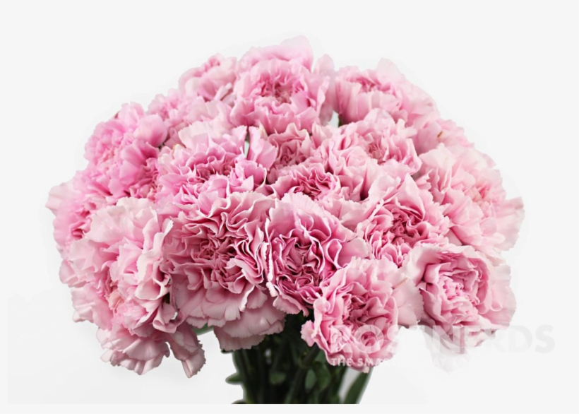 Carnation Flower Png, transparent png #913164