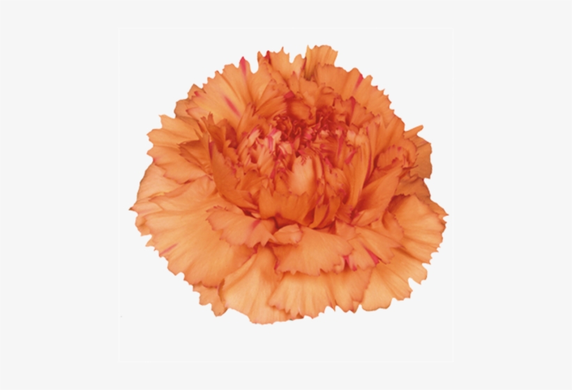 Carnation Solex - Orange Carnation Png, transparent png #913223