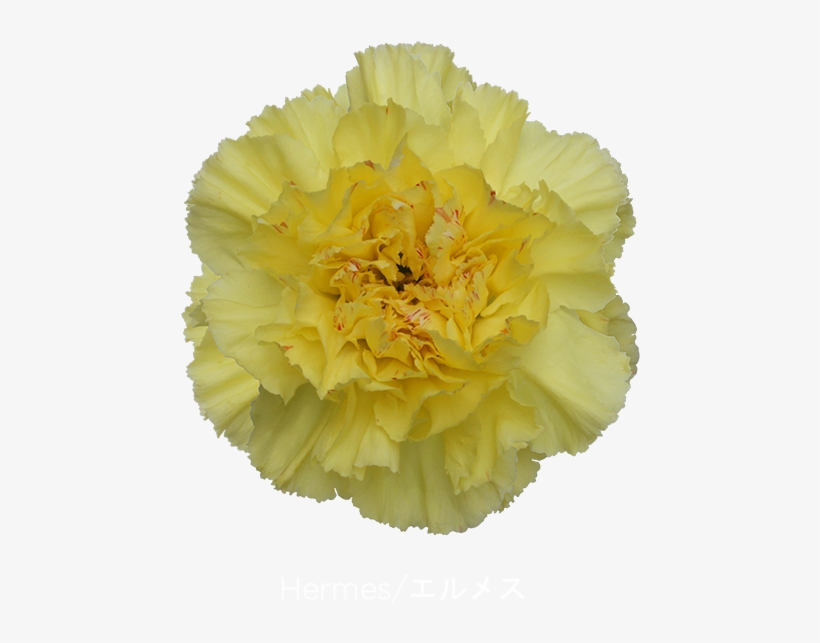 Colibri Flowers Carnation Hermes, Grower Of Carnations, - Hermès, transparent png #913244