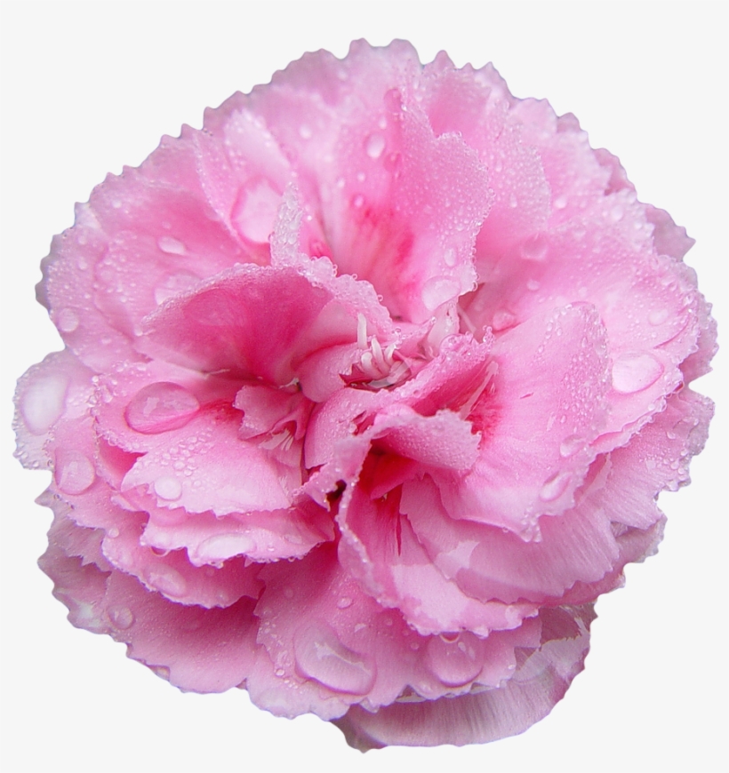 “pink Carnation - Carnation Transparent, transparent png #913299