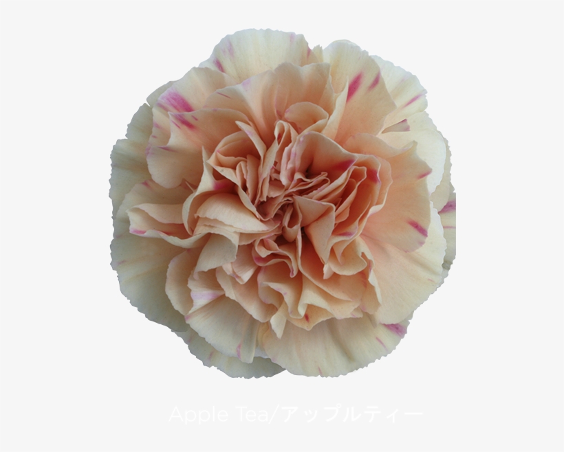Colibri Flowers Carnation Appletea Grower Of Carnations - Flower, transparent png #913369