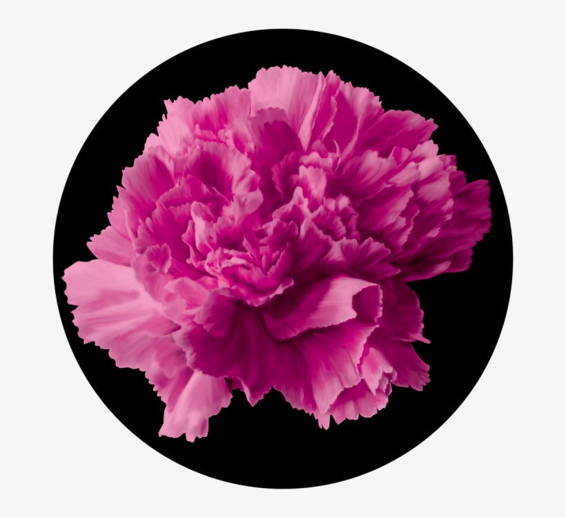 Pink Carnation - Apollo Design 0103 Pink Carnation Glass Pattern C2-0103, transparent png #913556