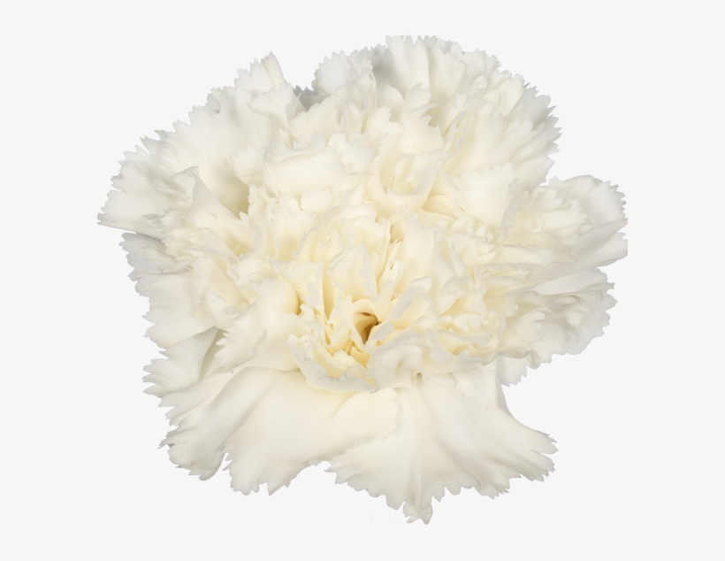 Dover - Carnation, transparent png #913615